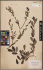 Foto von Salix aurita L. x Salix purpurea L.